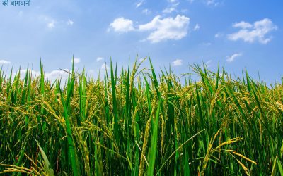 17 हे० की बागवानी के लिए कोर्टस्टाम्प पर सहमति