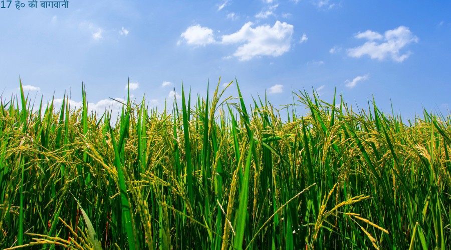 17 हे० की बागवानी के लिए कोर्टस्टाम्प पर सहमति