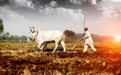 चकबंदी हेतु कब कब, क्या क्या हुवा